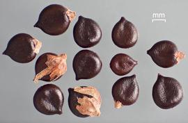   Fruits:   Persicaria lapathifolia;nbsp; Photo by D. Walters and C. Southwick, Table Grape Weed Disseminule ID
